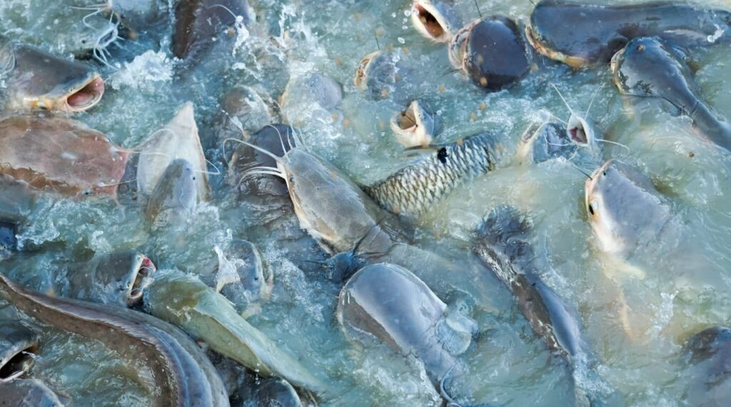Fish Pond