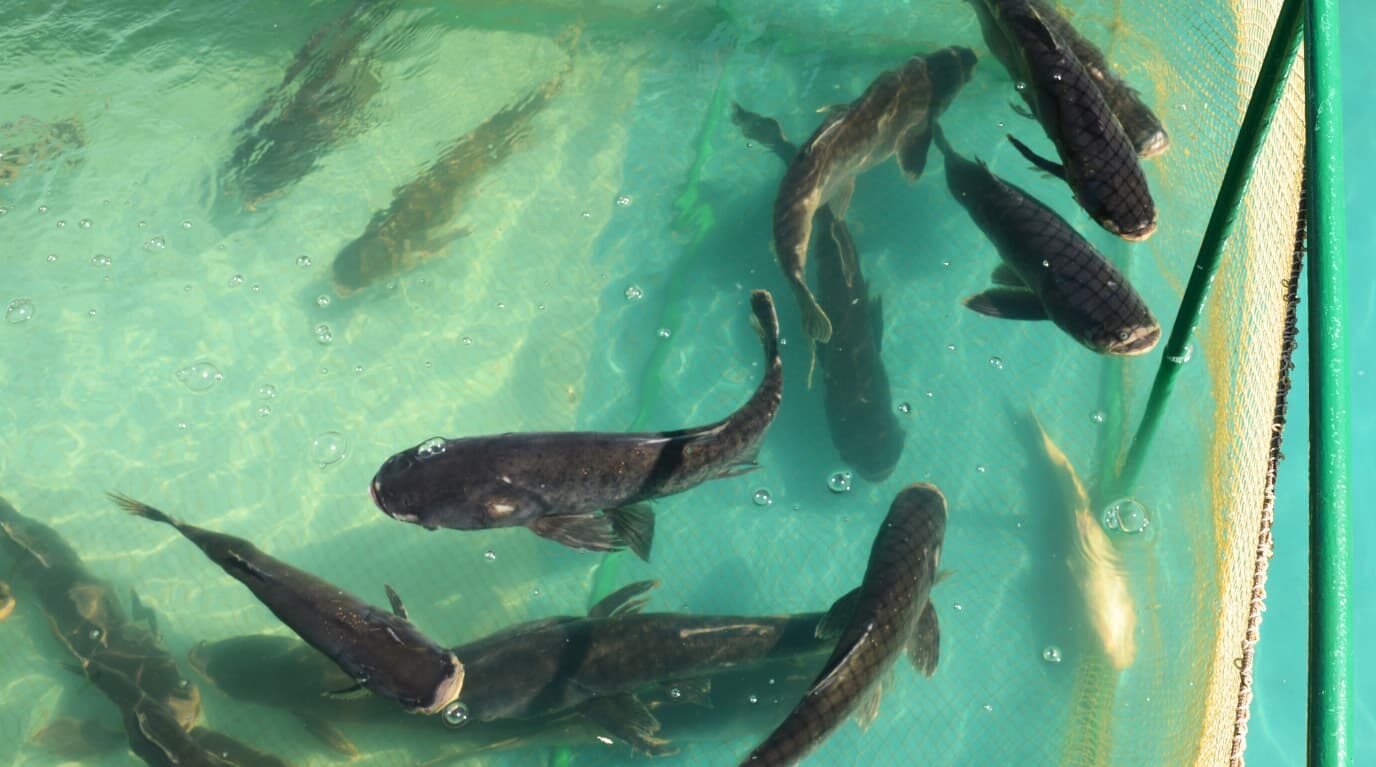 Fish Farming