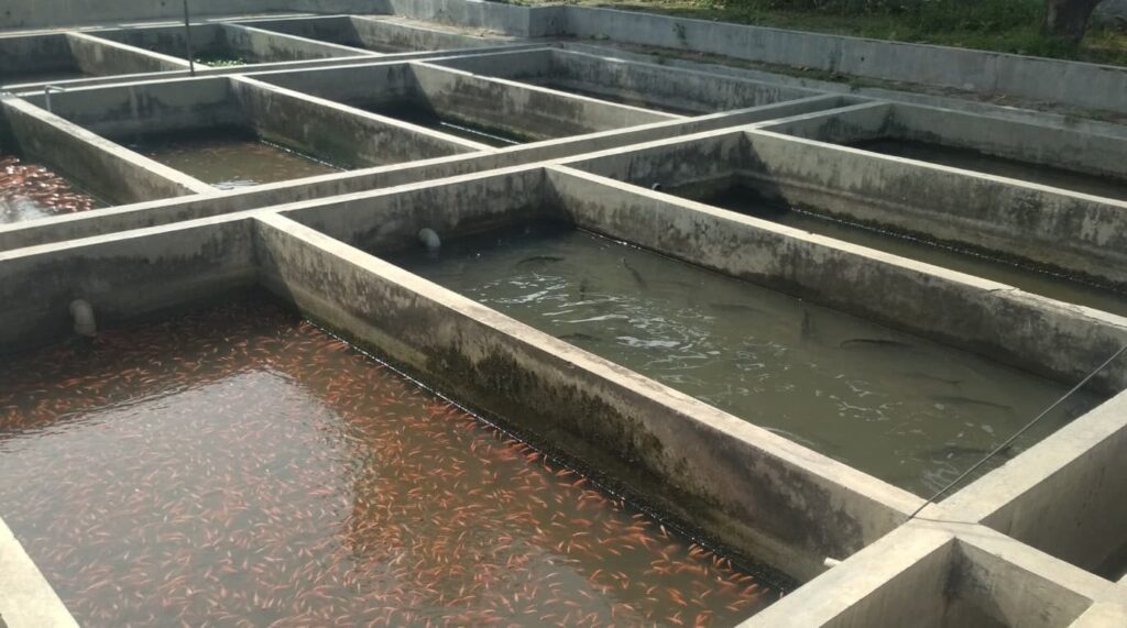 Concrete Fish Pond